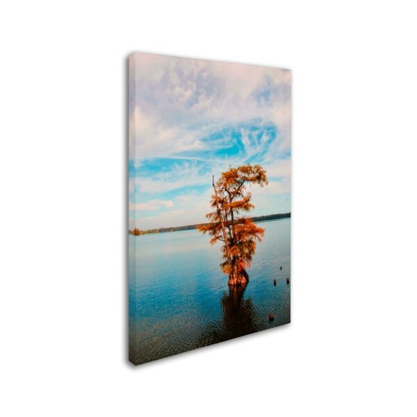 Jai Johnson 'Cypress In Autumn 1' Canvas Art,22x32